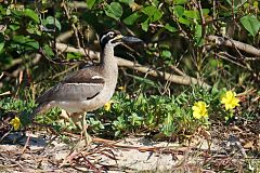 Beach Thick-knee